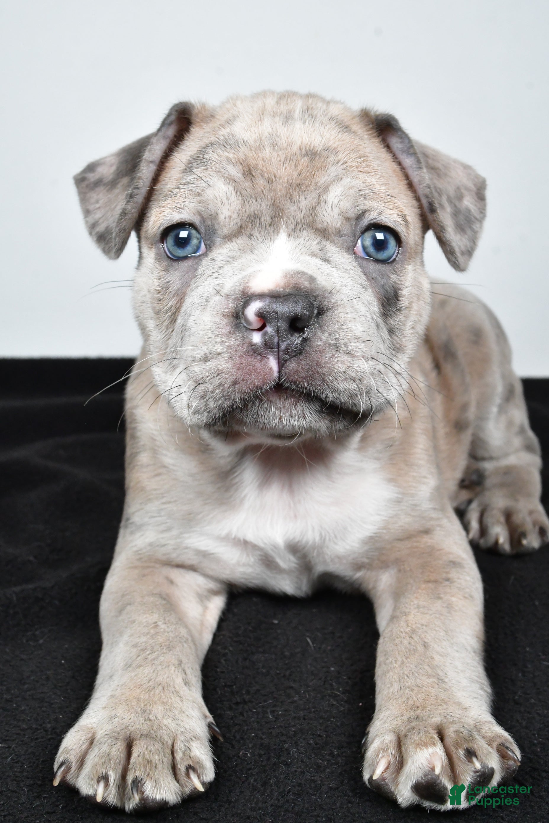 Frenchton dogs Tanner - Ad 2