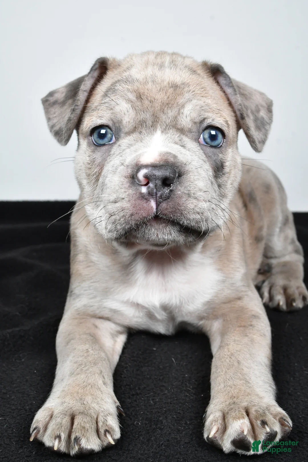 Frenchton dogs for sale: Tanner - Ad 2