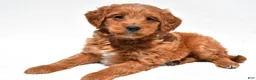Mini Goldendoodle dogs for sale: Derrick - Ad 4