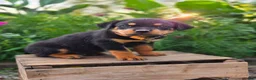 Rottweiler dogs for sale: Milo - Ad 2