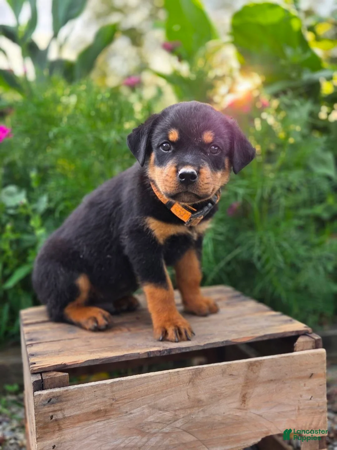 Rottweiler dogs for sale: Milo - Ad 2
