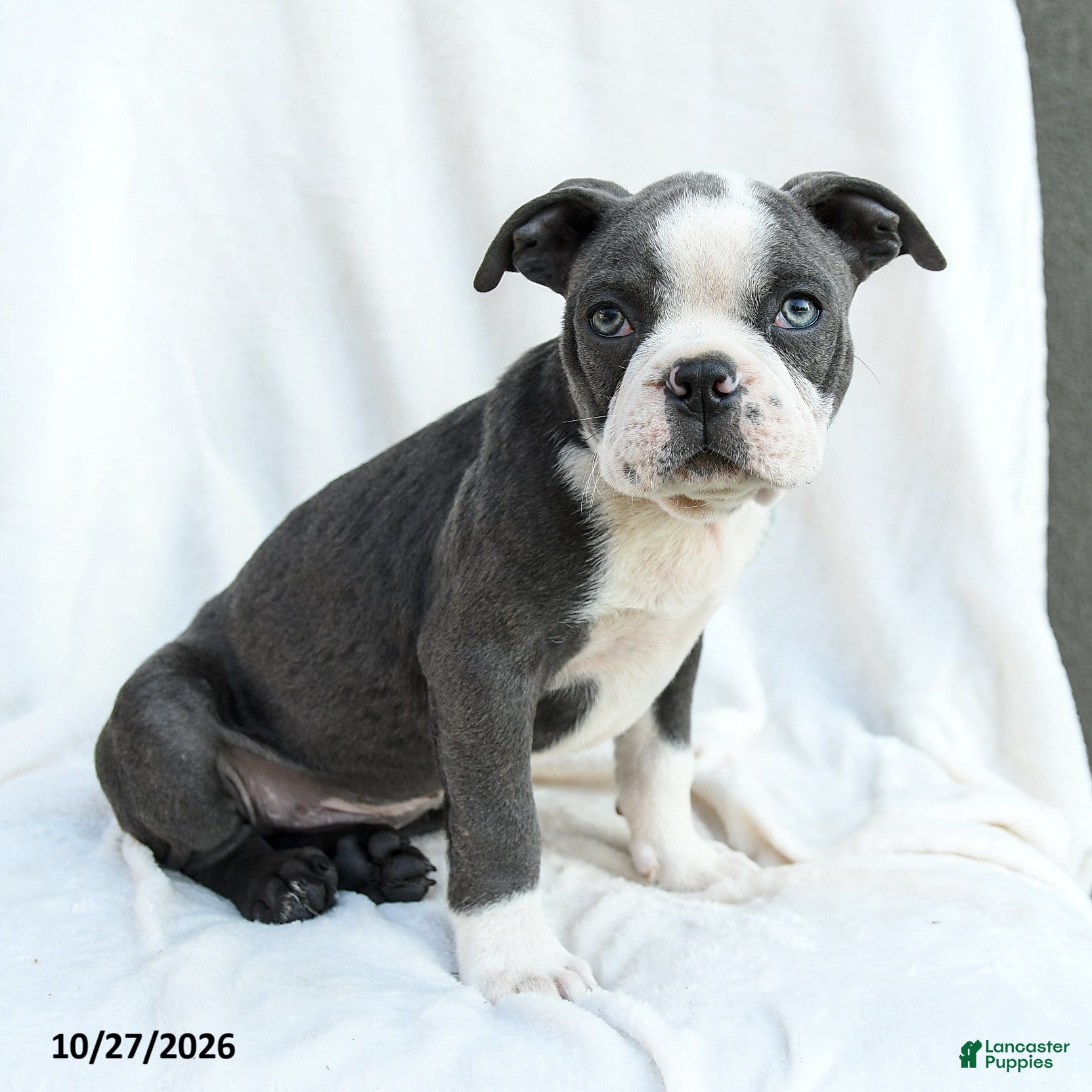 Boston Terrier dogs for sale: Phillip - Ad 1