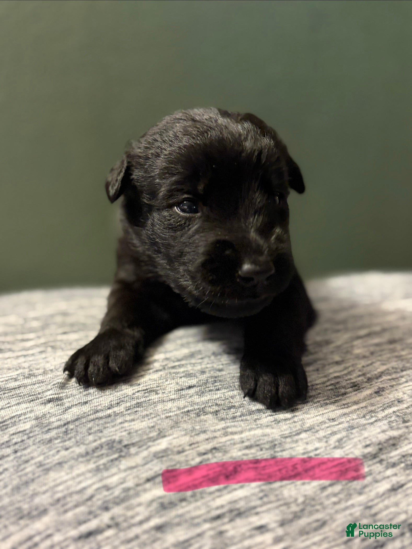 Mixed Breed dogs Belgian x Giant Schnauzer mix 7 light pink collar - Ad 28