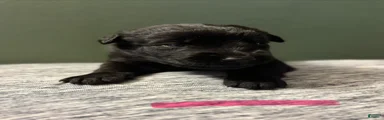 Belgian x Giant Schnauzer mix 7 light pink collar