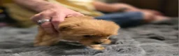 Chorkie dogs for sale: Brownie - Ad 4
