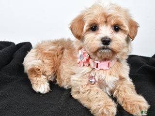 Maltipoo dogs - Ad 13