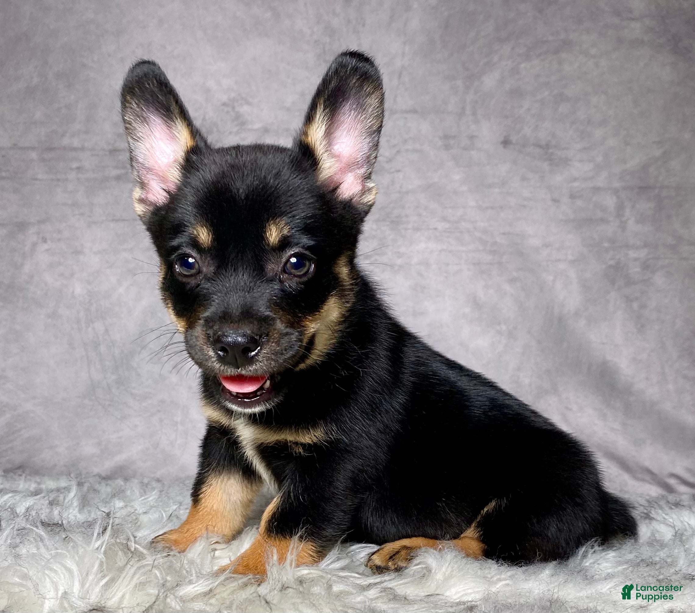 Mixed Breed dogs Mr. Hunter  - Ad 1