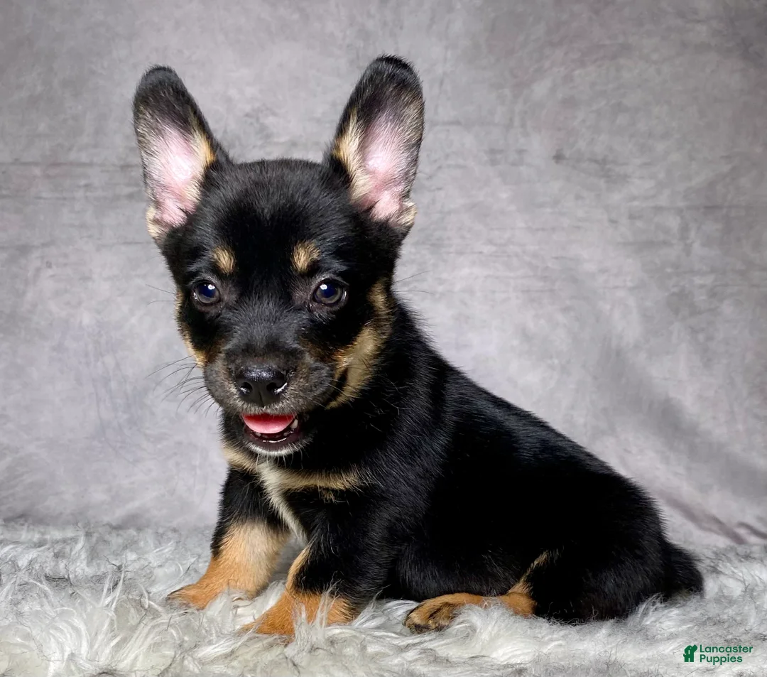Mixed Breed dogs for sale: Mr. Hunter  - Ad 1