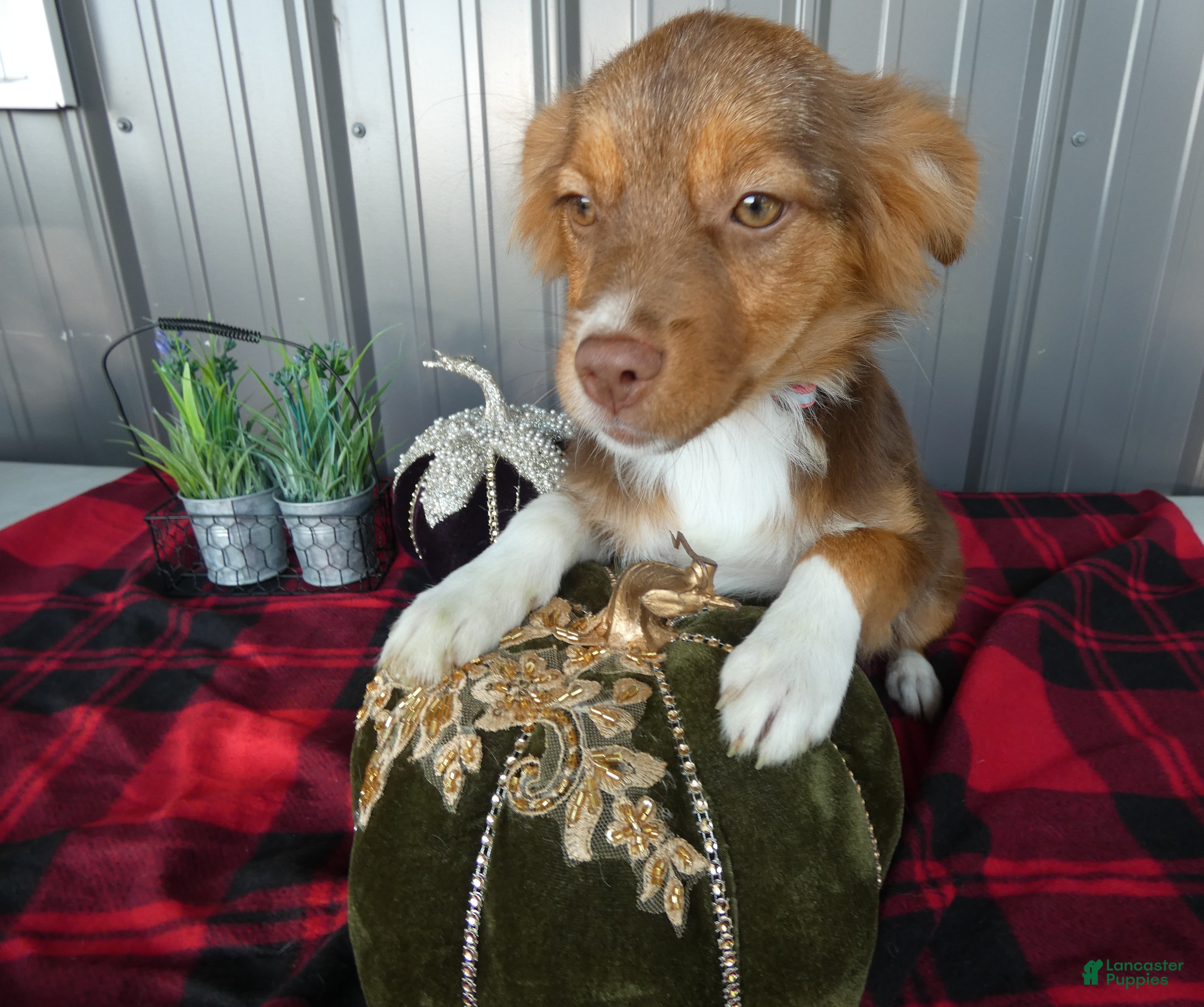 Miniature Australian Shepherd dogs Miniature Australian Shepherd 3 Maddy - Ad 29