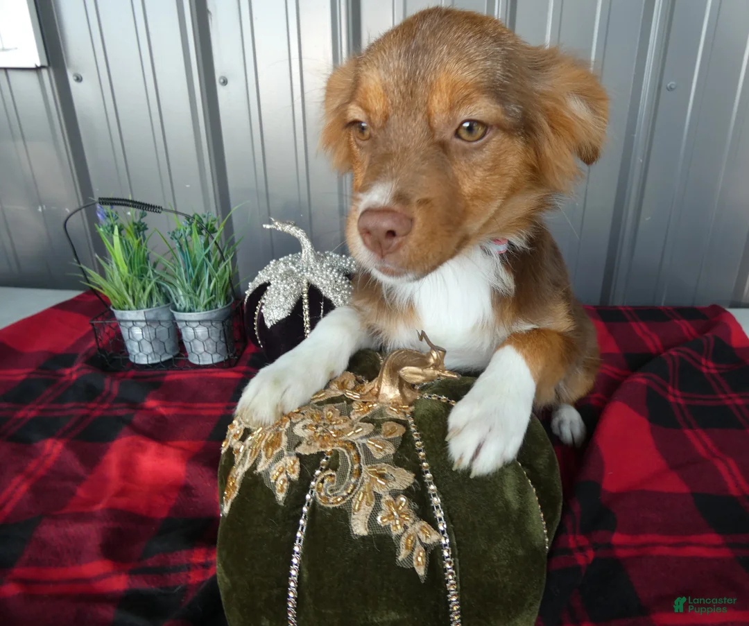 Miniature Australian Shepherd dogs for sale: Miniature Australian Shepherd 3 Maddy - Ad 1