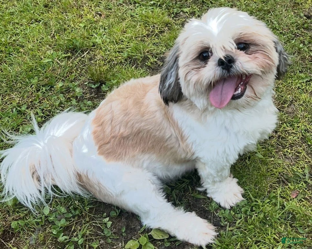 Male Shih Tzu Puppy for sale in Lancaster Puppies