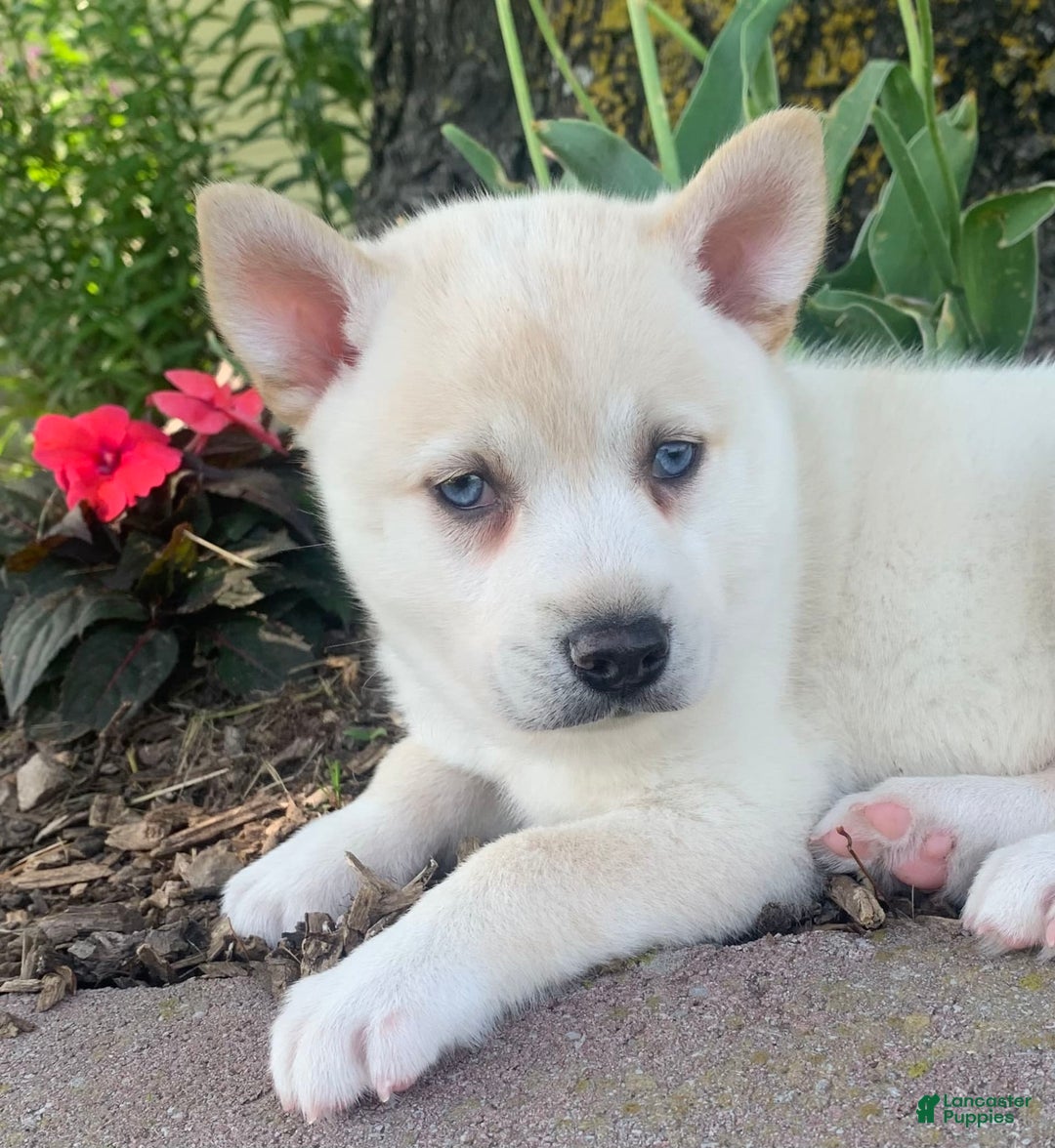 Alaskan Klee Kai dogs for sale: Handsome Boy Liam - Ad 10