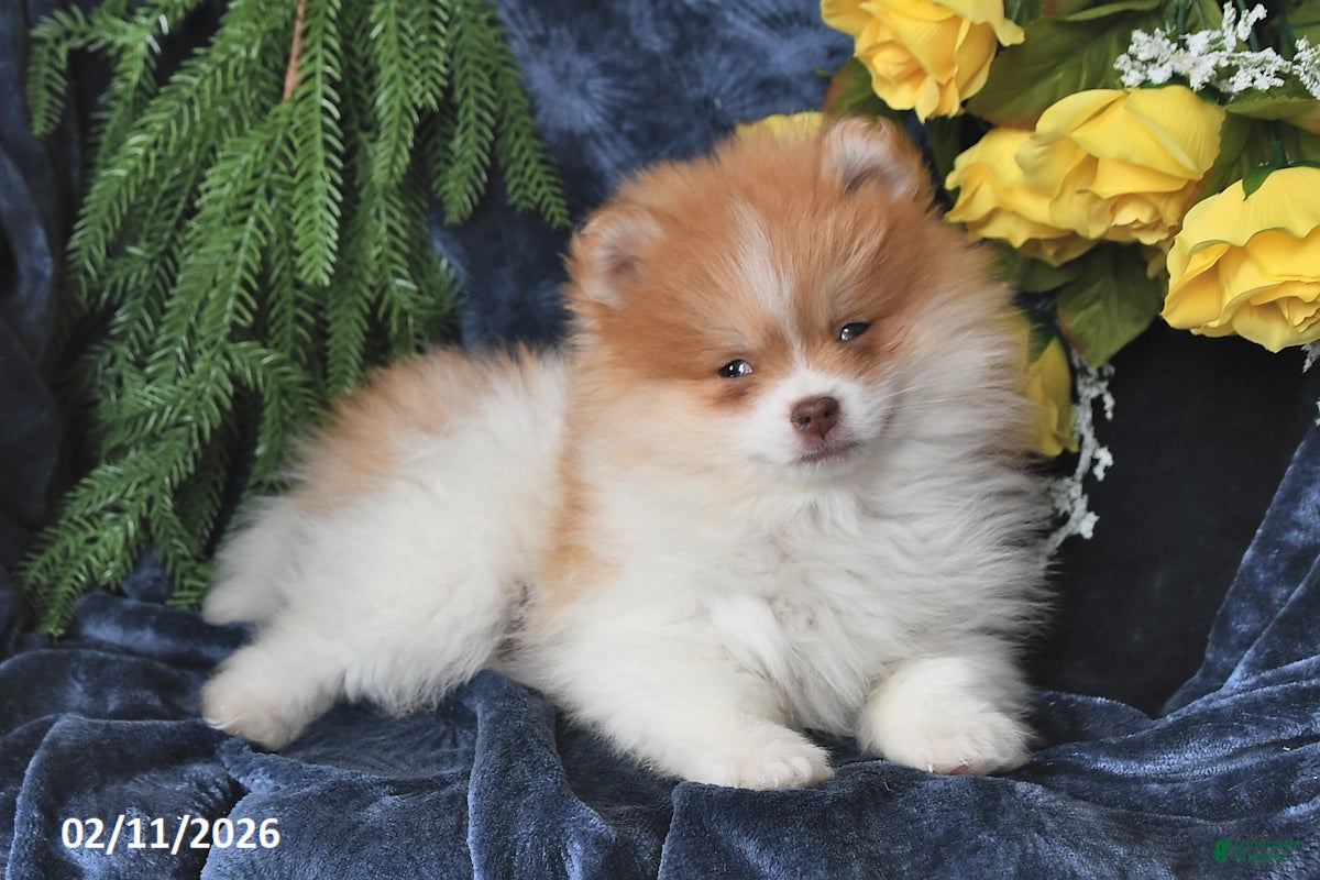 Pomeranian dogs Charlie - Ad 38