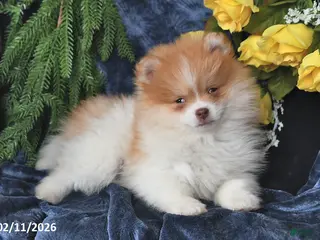 Pomeranian dogs Charlie - Ad 38