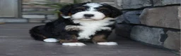 Mini Bernedoodle dogs for sale: Jewel - Ad 1