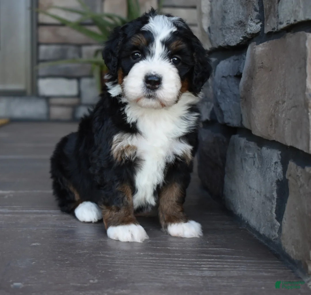 Mini Bernedoodle dogs for sale: Jewel - Ad 1
