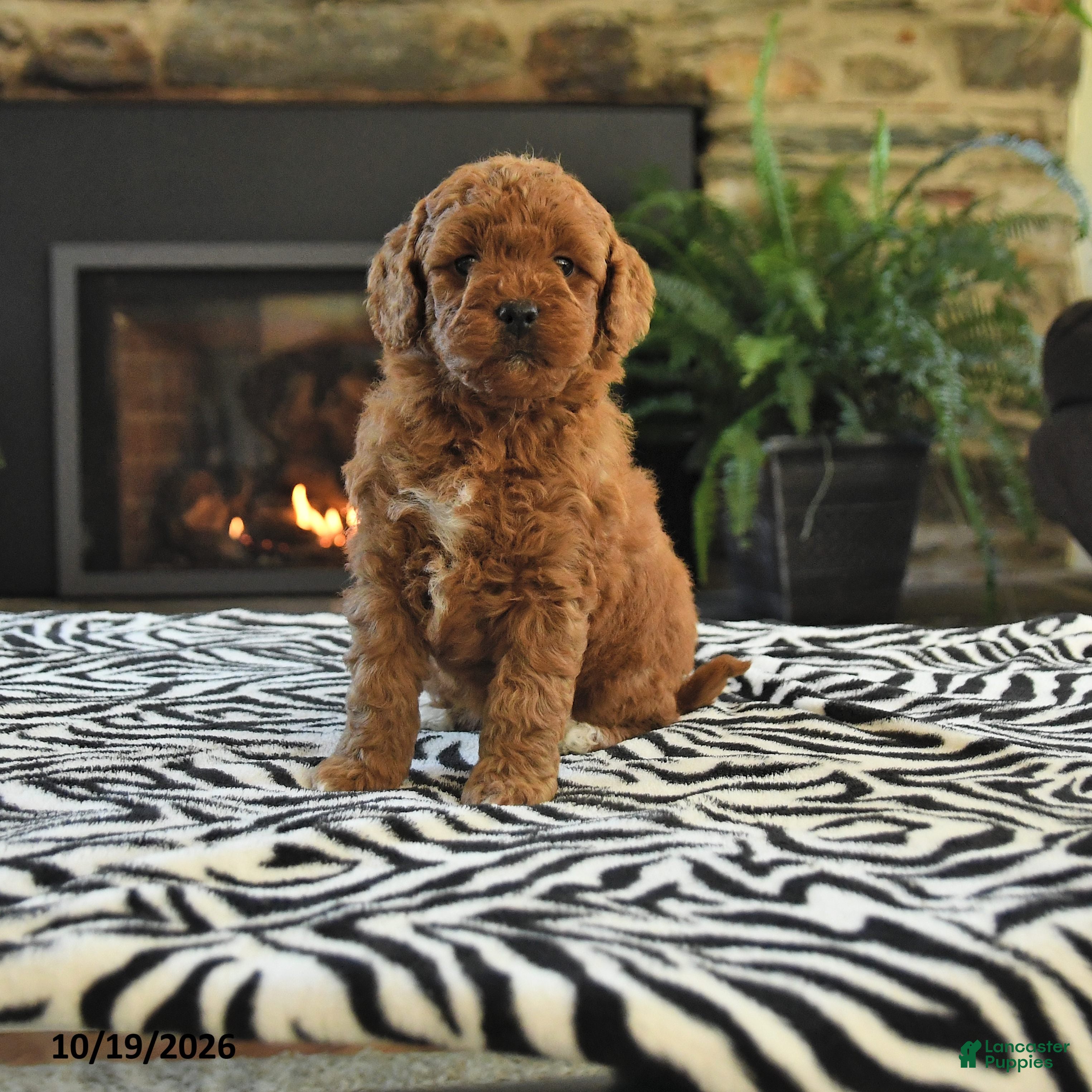 Mini Goldendoodle dogs Lori - Ad 1