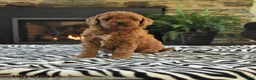 Mini Goldendoodle dogs for sale: Lori - Ad 1