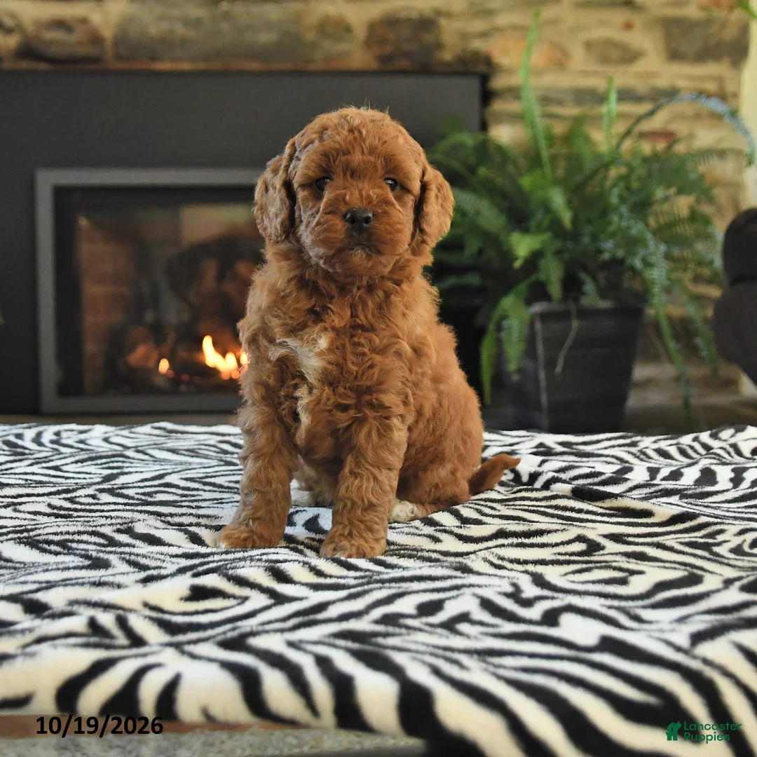 Mini Goldendoodle dogs for sale: Lori - Ad 1