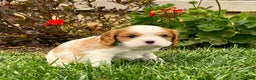 Cavalier King Charles Spaniel dogs for sale: Buddy - Genetic Tested Parents - Ad 3