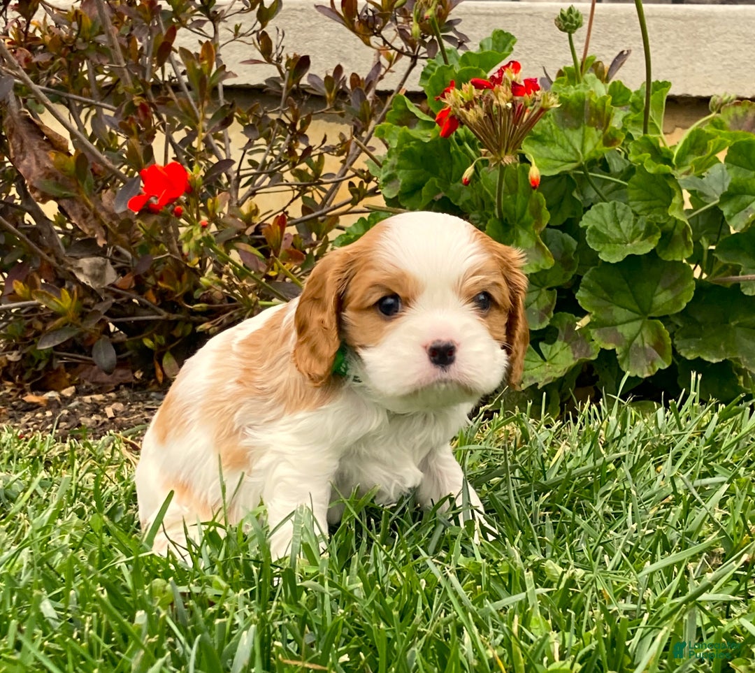 Cavalier King Charles Spaniel dogs for sale: Buddy - Genetic Tested Parents - Ad 3