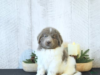 Newfoundland dogs Oliver - Ad 25