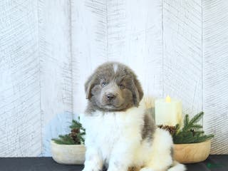 Newfoundland dogs Oliver - Ad 17