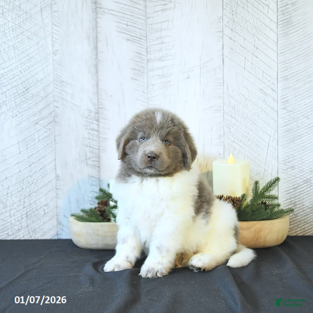 Newfoundland dogs for sale: Oliver - Ad 6