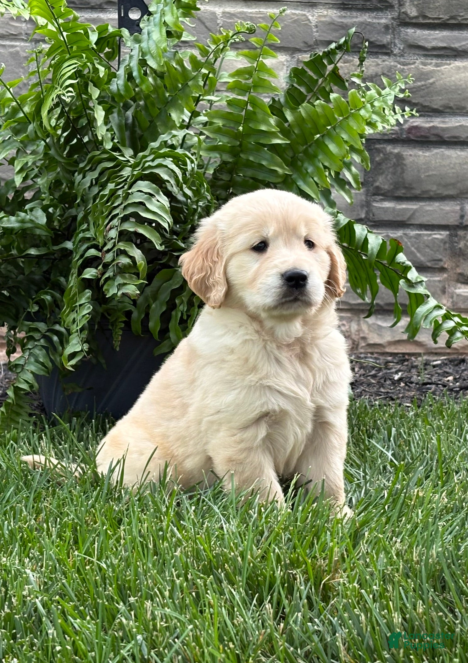 Golden Retriever dogs Milo - Ad 1