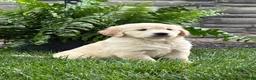Golden Retriever dogs for sale: Milo - Ad 1