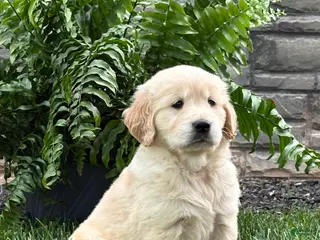 Golden Retriever dogs for sale: Milo - Ad 2