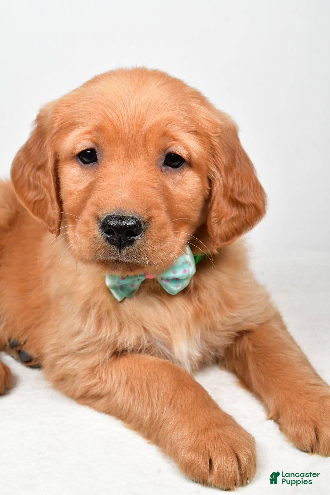 Golden Retriever dogs for sale: Koda - Ad 5