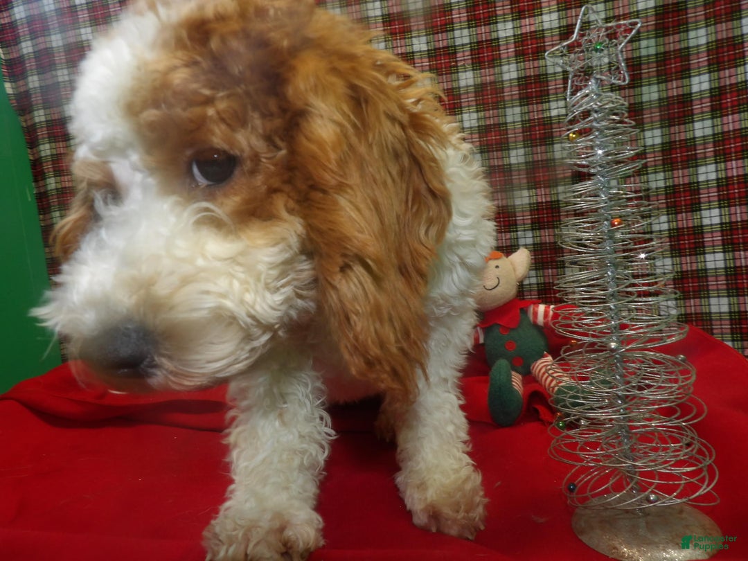 Cockapoo dogs for sale: Cockapoo Puppy 1 - Ad 3