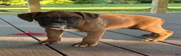 Boxer dogs for sale: Oakes - Ad 2