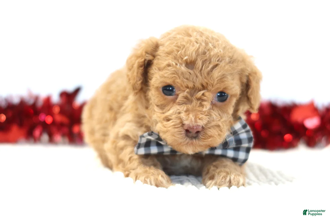 Toy Poodle dogs for sale: Romeo - Ad 5