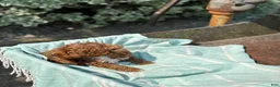 Toy Poodle dogs for sale: Pepsi - Ad 8