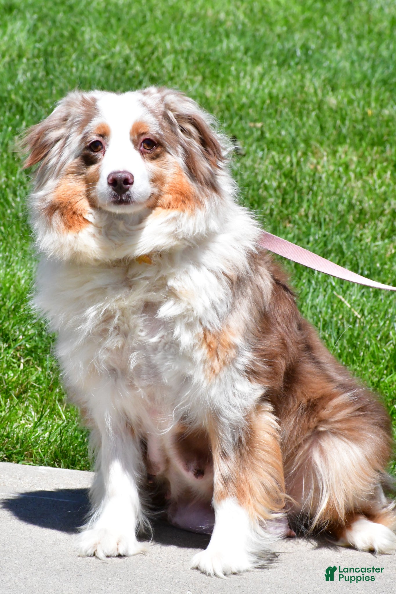 Miniature Australian Shepherd dogs for sale: Champ - Ad 11