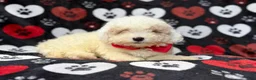 Bichpoo dogs for sale: Hex - Ad 5