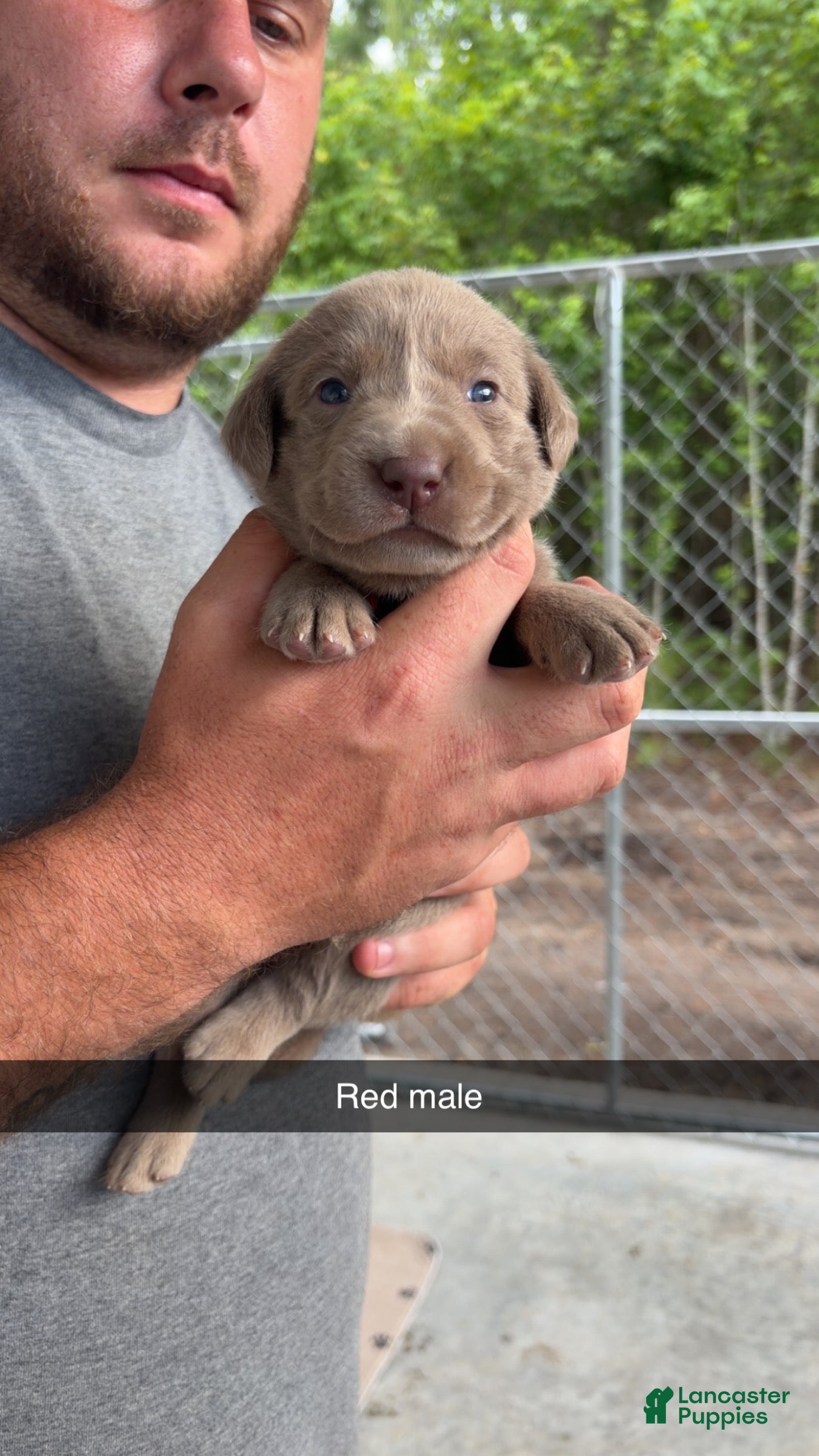 Labrador Retriever dogs for sale:  Red male - Ad 4