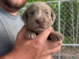 Labrador Retriever dogs for sale: Red male - Ad 4