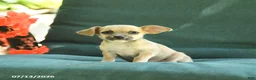 Chihuahua dogs for sale: Paris - Ad 1
