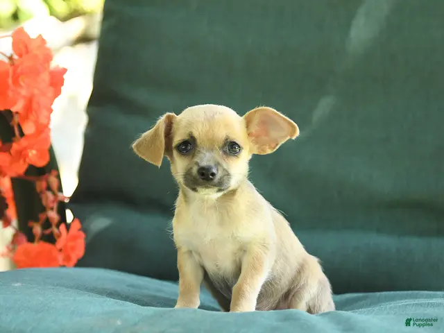 Chihuahua dogs for sale: Paris - Ad 1