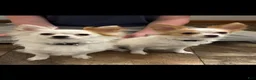 Chihuahua dogs for sale: Chihuahua 1 - Ad 6
