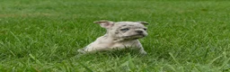Frenchton dogs for sale: Autumn  - Ad 4