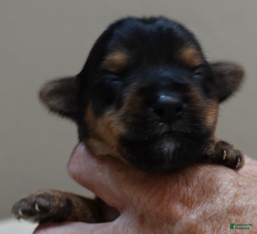 Yorkshire Terrier dogs Ziggy 11 ounces - Ad 41