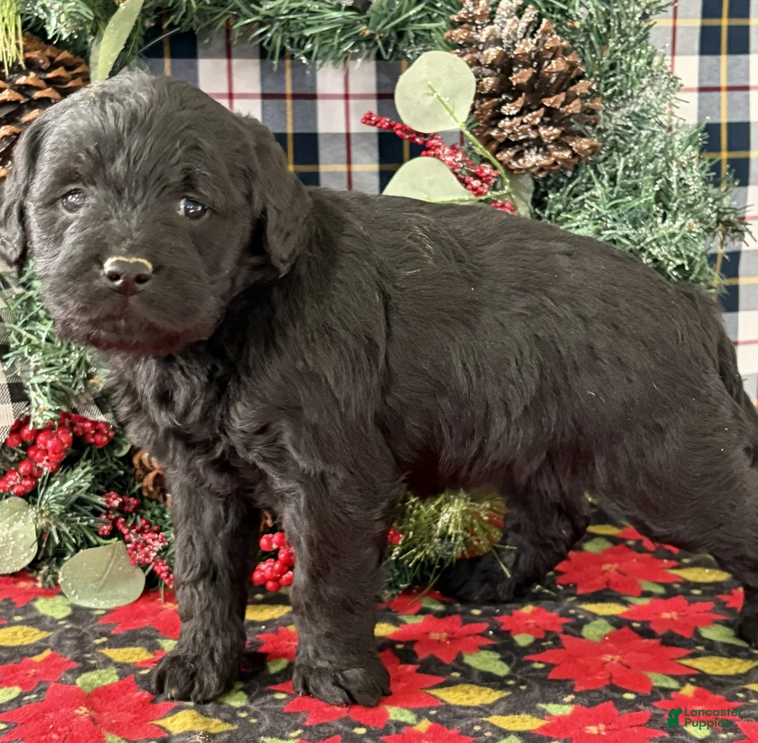 Miniature Labradoodle dogs for sale: Clover - Ad 2