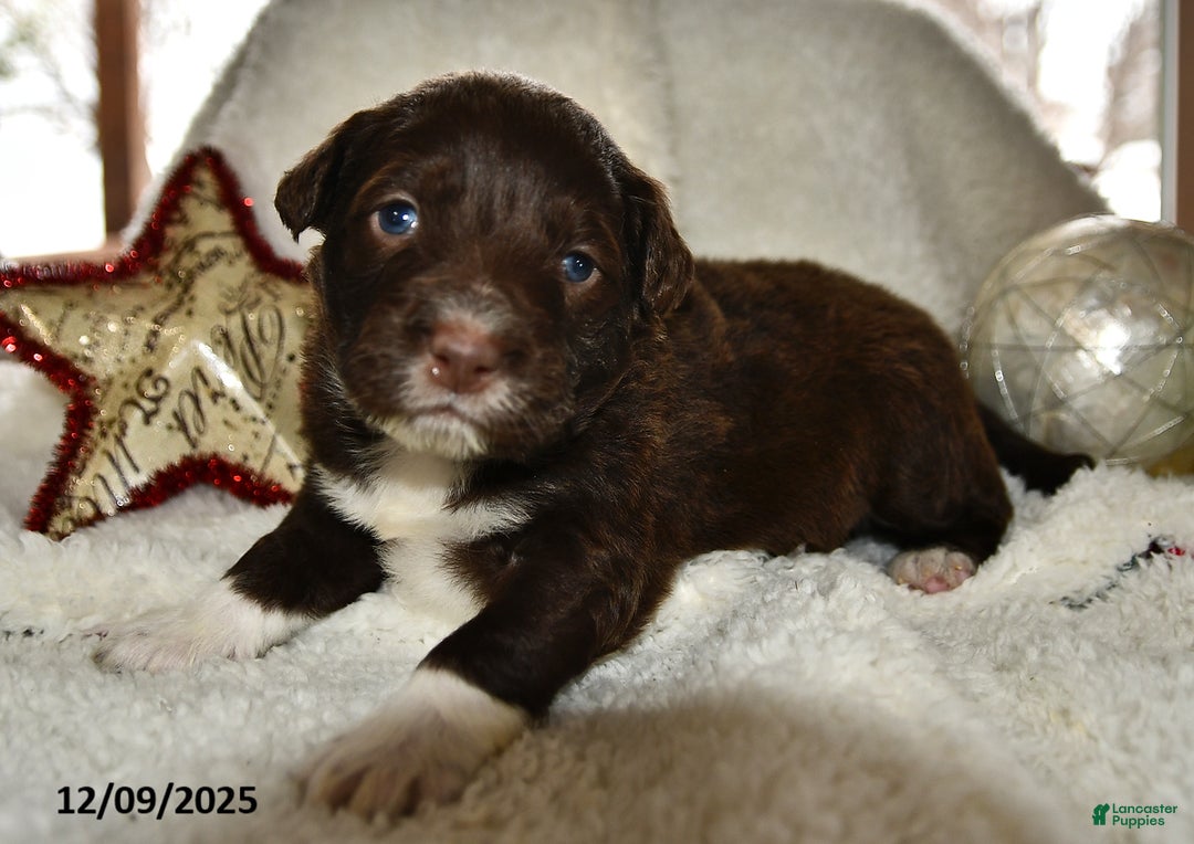 Portuguese Water Dog dogs for sale: Dusky - Ad 2