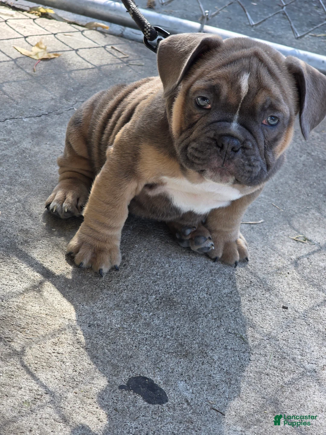 American Bully dogs for sale: American Bully 3 - Ad 1