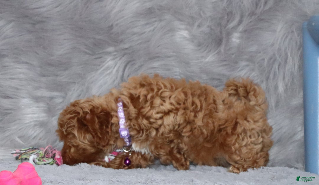 Havapoo dogs for sale: Eva 👨‍👨‍👧‍👦💞🐕 - Ad 7