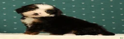 Mini Bernedoodle dogs for sale: Stella - Ad 7